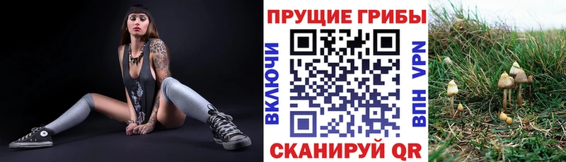 Псилоцибиновые грибы Psilocybine cubensis  кракен ссылки  Калининец  где можно купить наркотик 